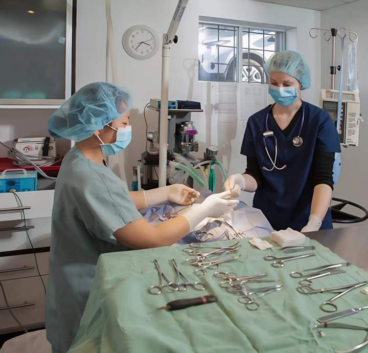 Chirurgie générale animaux SAINT-HUBERT