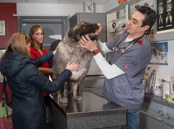 Dentisterie pour chien et chat Saint-Hubert