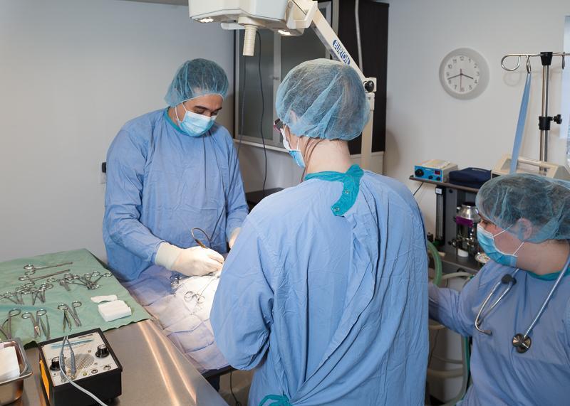 Chirurgie pour chien et chat Brossard