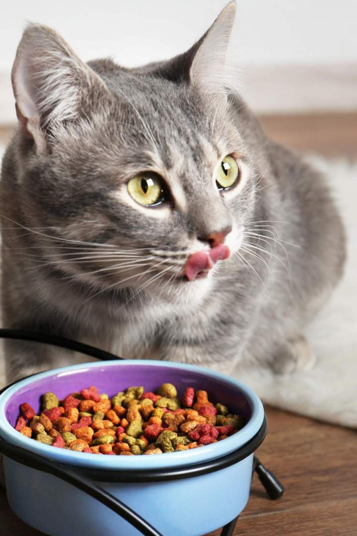Alimentation chien et chat SAINT HUBERT
