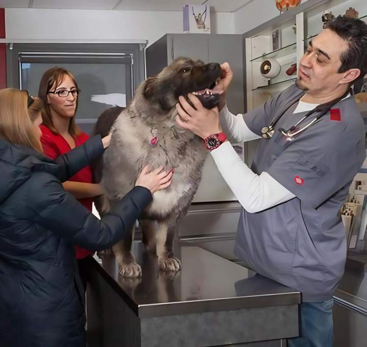 Dentisterie animale SAINT-HUBERT