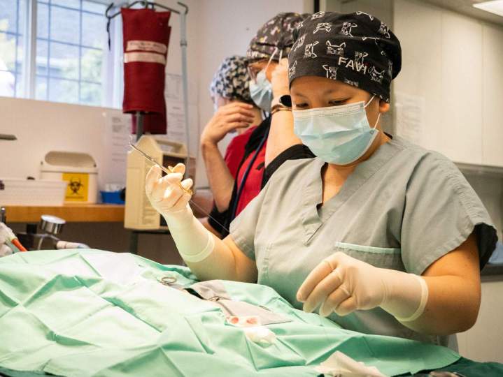 Surgery - Saint-Hubert