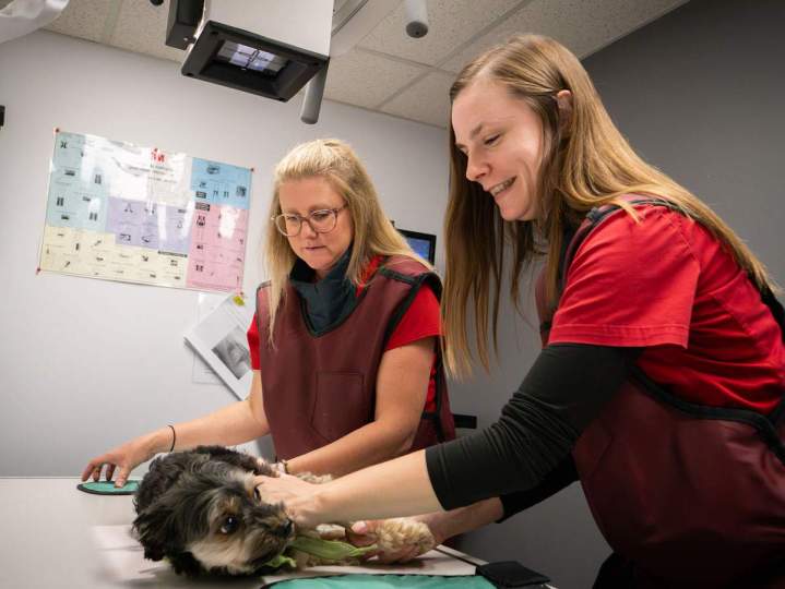 Diagnosis - Saint-Hubert