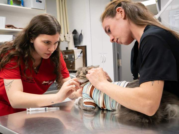 CANI - FELIS Veterinary Hospital - SAINT-HUBERT.