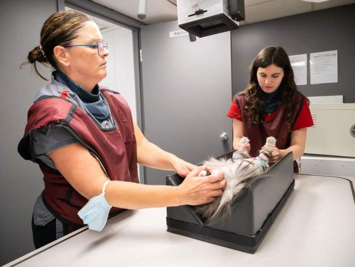 Diagnosis - Saint-Hubert