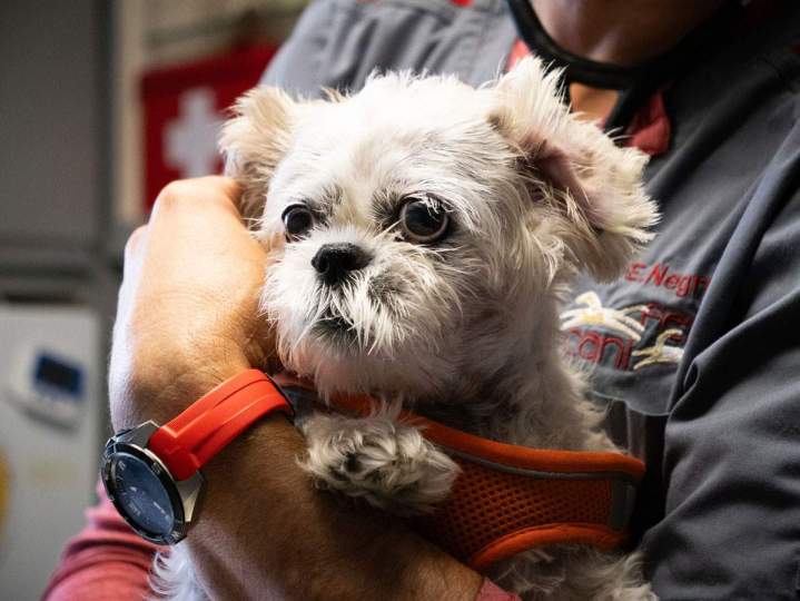 CANI - FELIS Veterinary Hospital - SAINT-HUBERT.