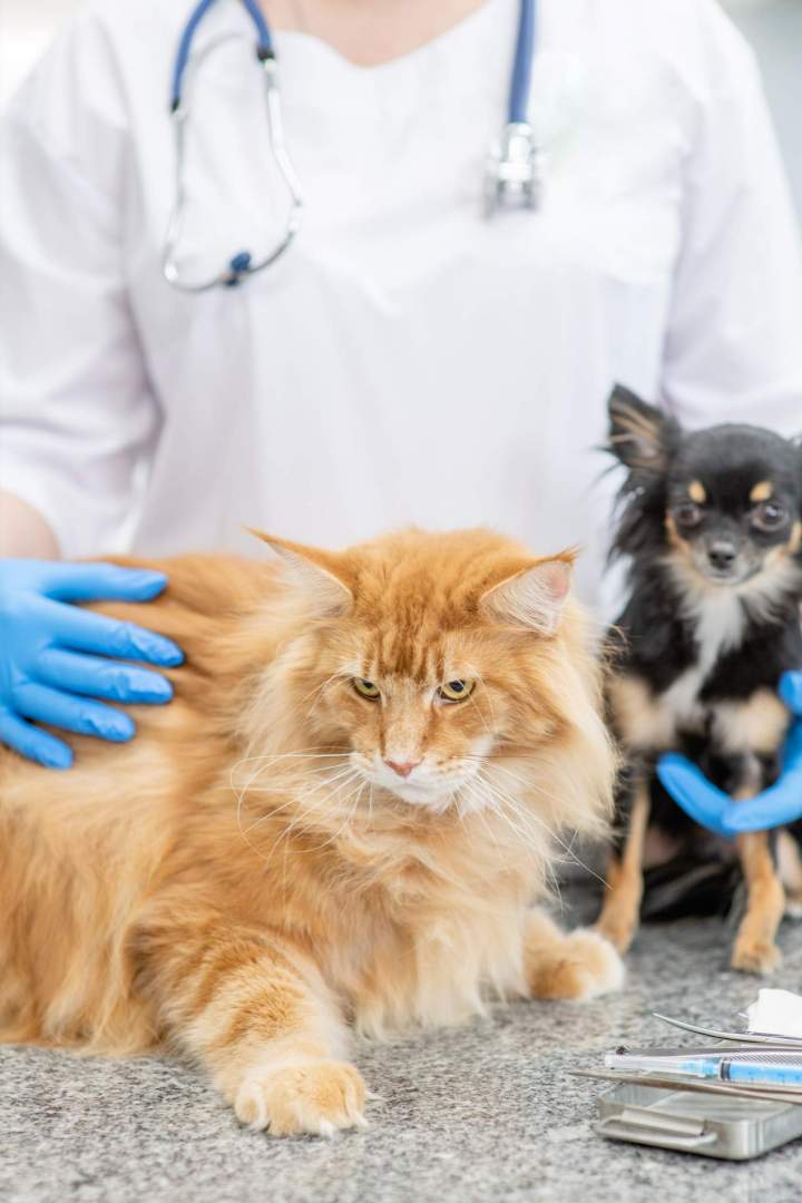 Hospitalization - Saint-Hubert