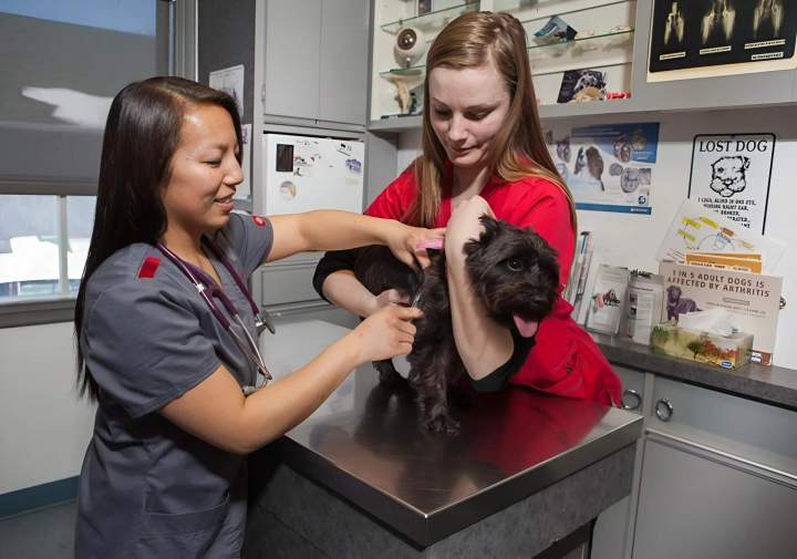 Consultation / Examination - Saint-Hubert