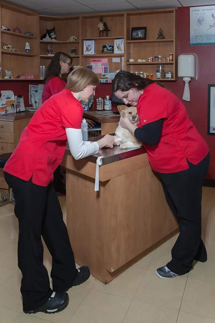 Diagnosis - Saint-Hubert