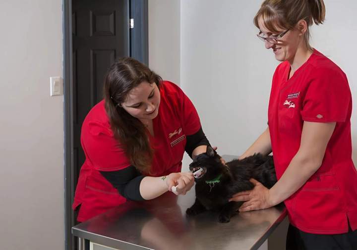 Hospitalization - Saint-Hubert