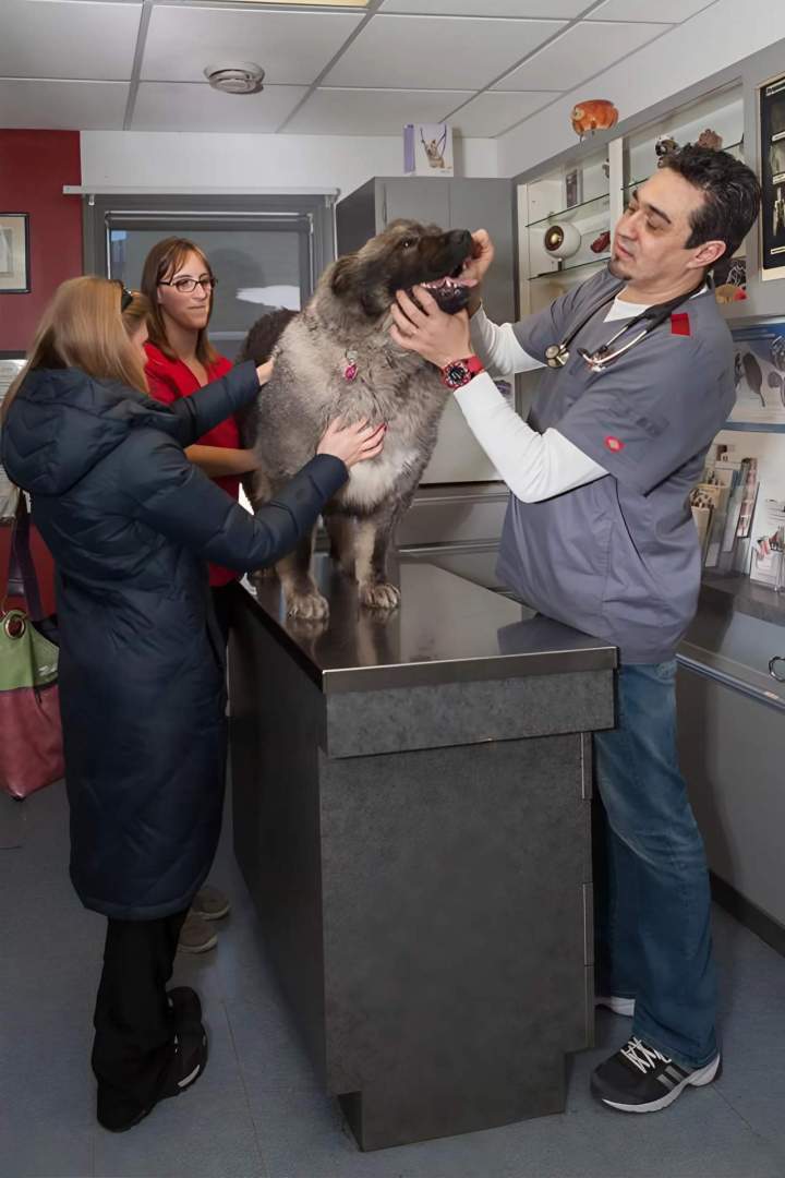 Consultation / Examination - Saint-Hubert