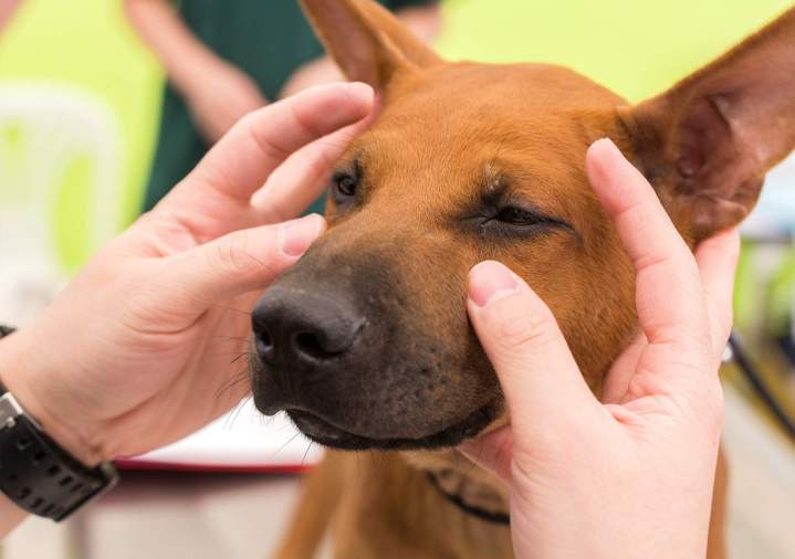 Soins vétérinaires animaux SAINT HUBERT