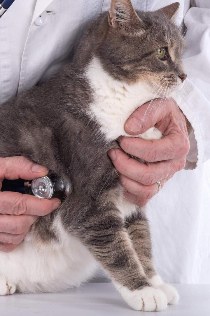 Soins vétérinaires animaux SAINT HUBERT