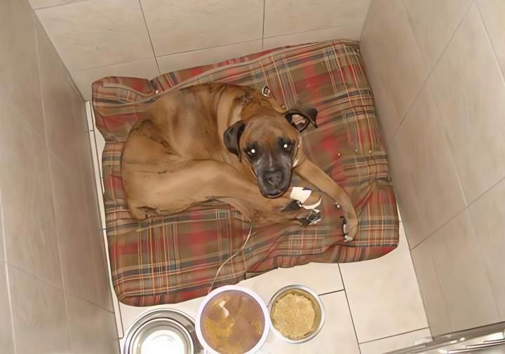 Hospitalization - Saint-Hubert