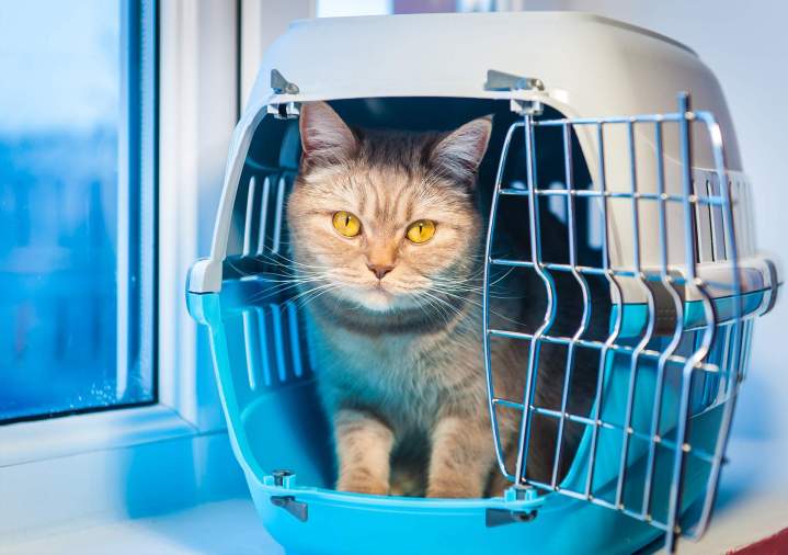 Soins vétérinaires animaux SAINT HUBERT