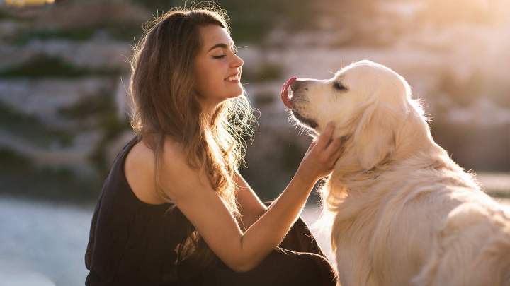 CANI - FELIS Veterinary Hospital - SAINT-HUBERT.