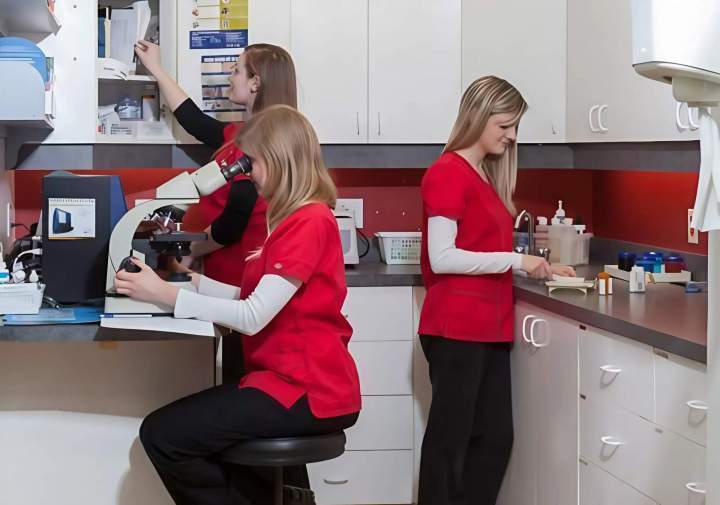 Diagnosis - Saint-Hubert