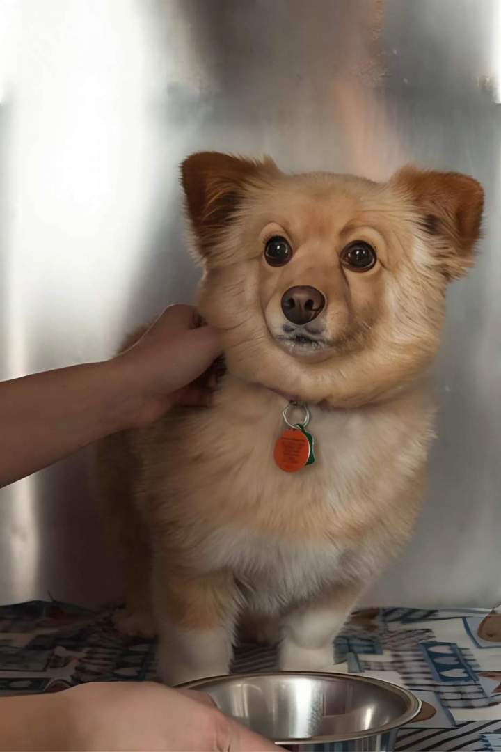 CANI - FELIS Veterinary Hospital - SAINT-HUBERT.