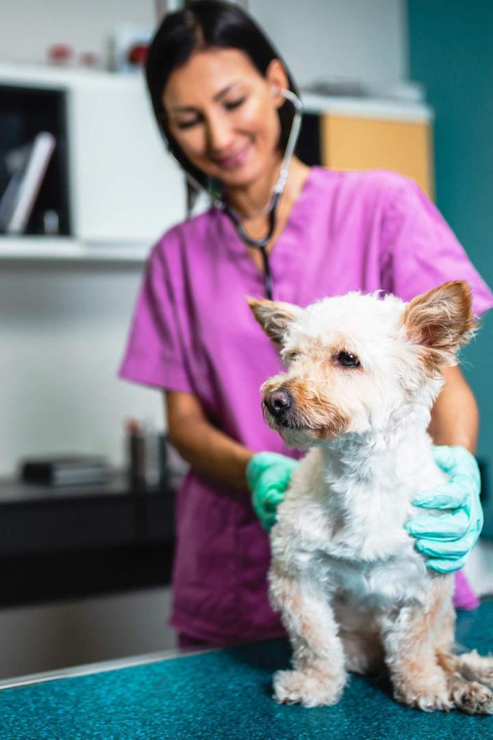 Veterinaire canin felin SAINT HUBER 1c26
