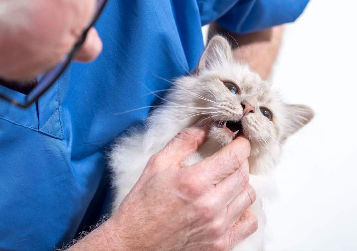 Veterinaire canin felin SAINT HUBER ba0f