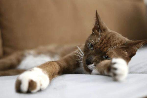 chat
