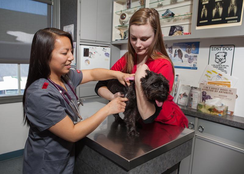 Vaccination pour chien et chat Brossard