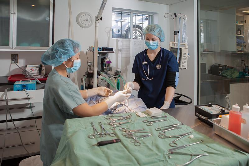 Chirurgie pour chien et chat Saint-Hubert