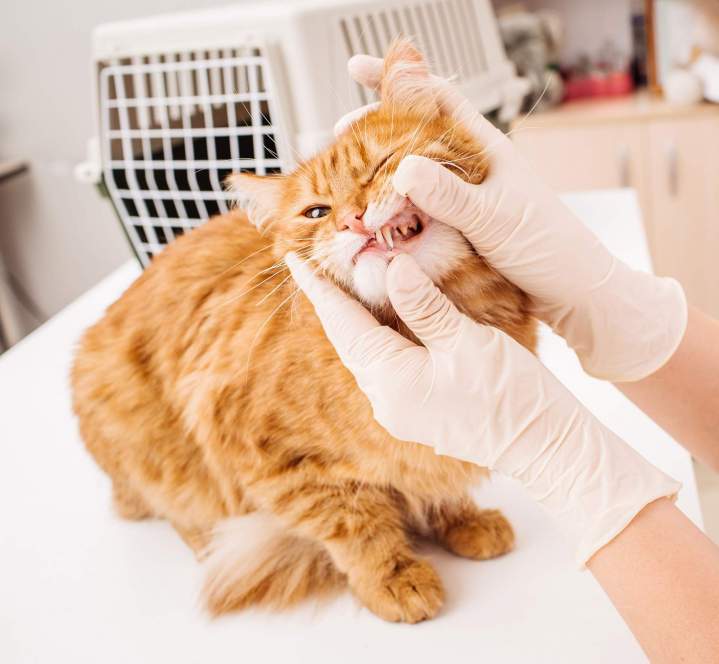 Soins dentaires chat SAINT-HUBERT