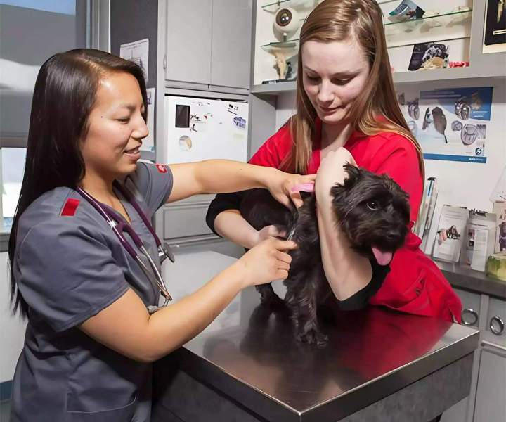 Vaccination animaux SAINT-HUBERT